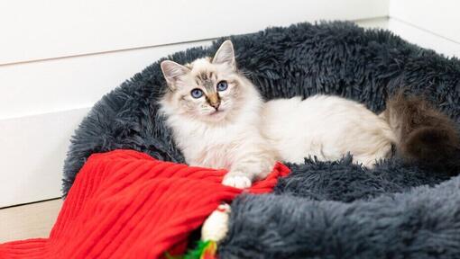 blåøyd katt som ligger i katteseng