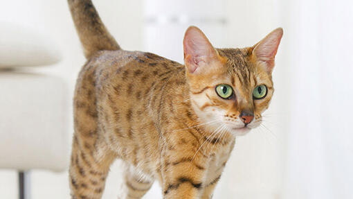 nærbilde av bengalkatt med grønne øyne