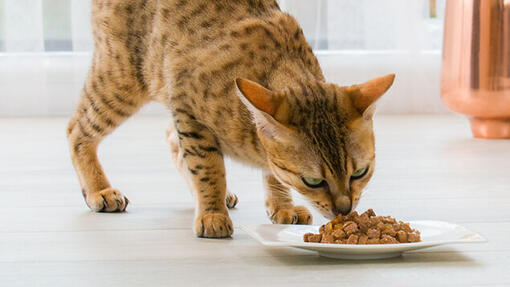 bengalkatt som spiser våtfôr