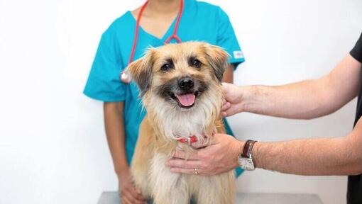 En veterinær inspiserer en langhåret hund.