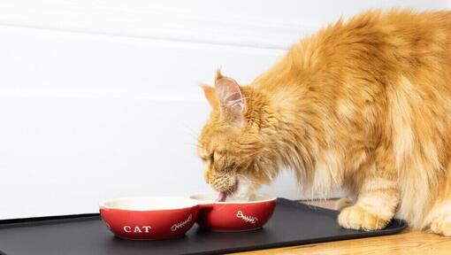 ingefær luftig katt som spiser fra en bolle