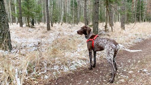 Tysk korthåret peker går i skogen