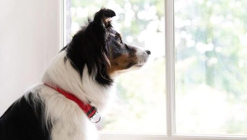 Hund med rødt halsbånd ser ut av vinduet