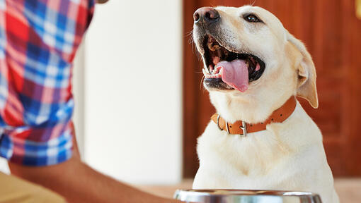 Hund med tunge hengende ut