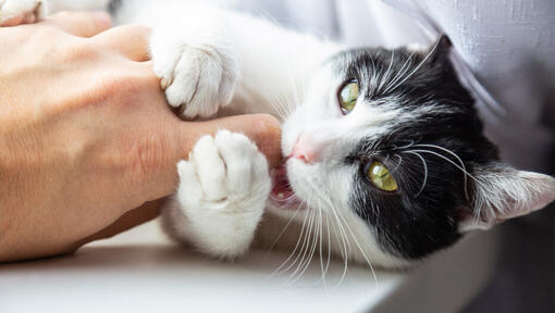 Svart og hvit katt napper eierens finger.