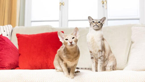 To katter som sitter ved siden av hverandre på en sofa