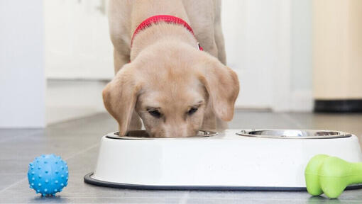 Gul labradorvalp spiser fra en bolle