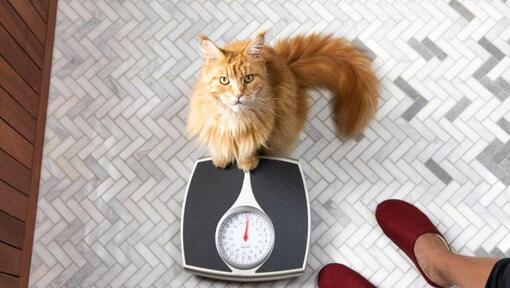 Ingefær katt sitter på vekt.