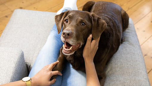Hund som ligger på sofa med eier