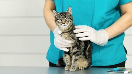 veterinær holder ung kattunge