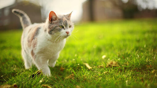 kattunge som går på gresset