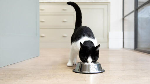 svart og hvit katt som spiser fra en matskål