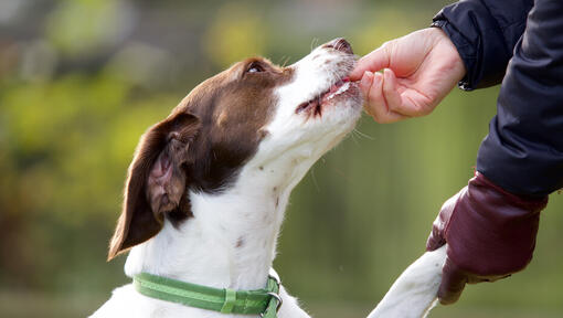 Eier som mater hund