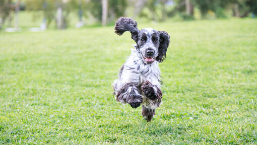 Svart og hvit Cocker Spaniel løper