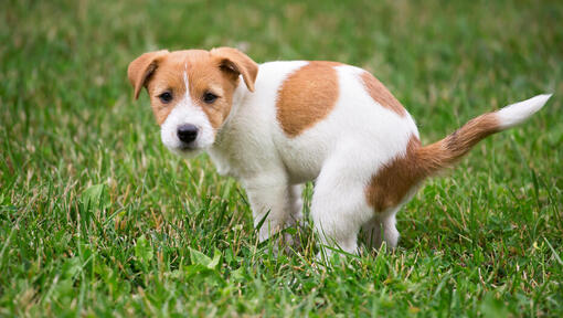 Jack Russell valp bæsj på gresset