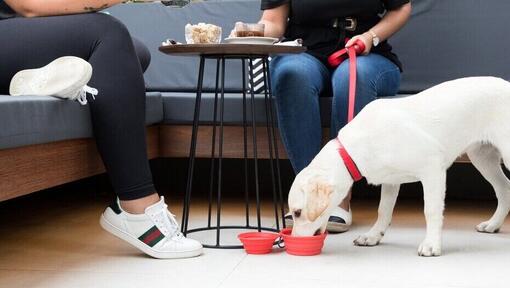 Valp på kafé drikker fra en bolle under bordet