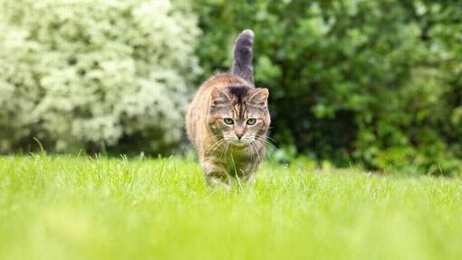 katt som går i gresset