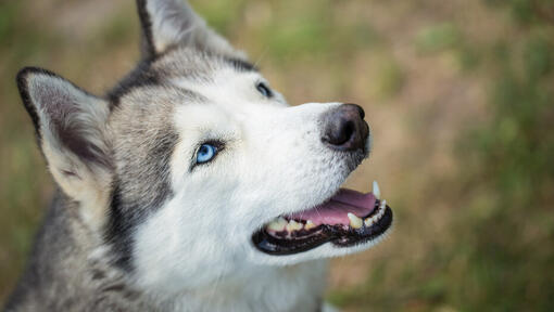 husky ser opp med munnen åpen