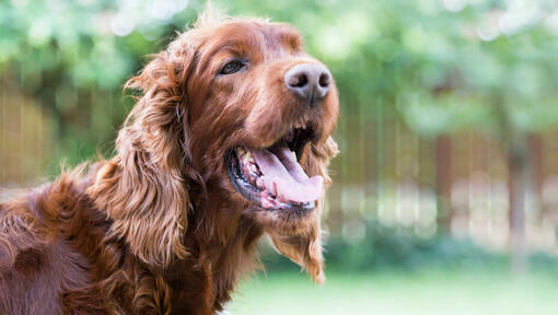 hund ute med åpen munn