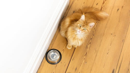 Hvorfor drikker katten din mye vann?