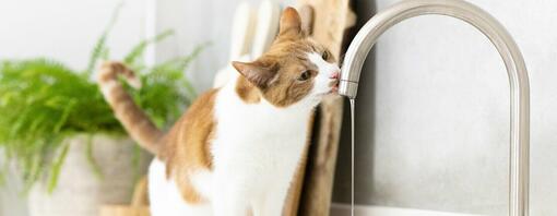 Hvorfor drikker katten din mye vann?