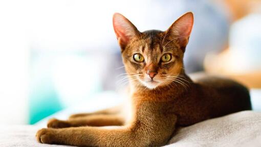 Abyssinian ligger på sofaen