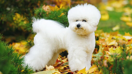 Bichon Frise i bladene