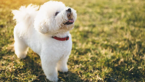 Bichon Frise slår opp