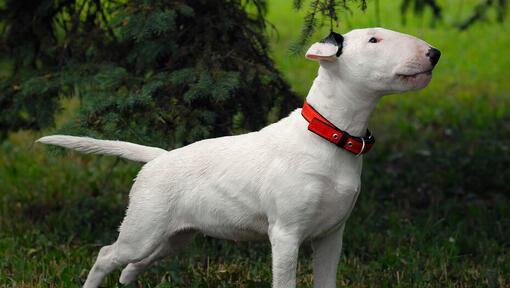Bull Terrier