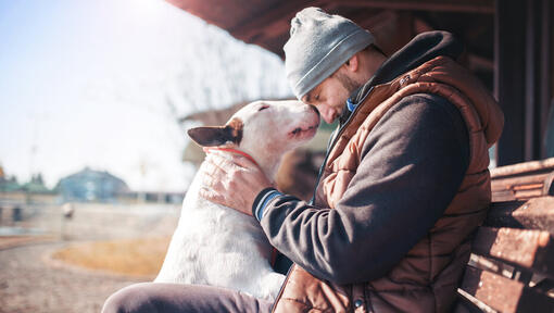 Bull terrier