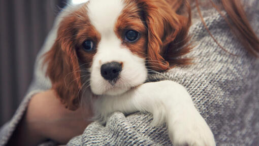 Cavalier King Charles Spaniel i hendene på eieren