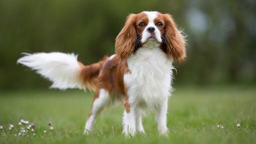 Cavalier King Charles Spaniel i feltet