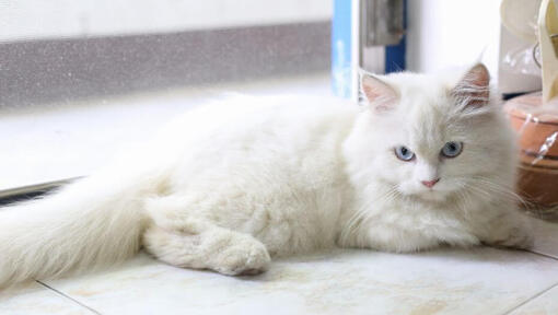 Chinchilla katt ligger på gulvet