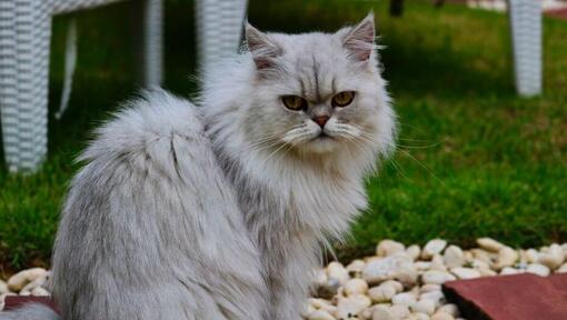 Chinchilla katt med grå pels ser på noen