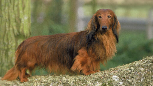 Langhåret dachshund