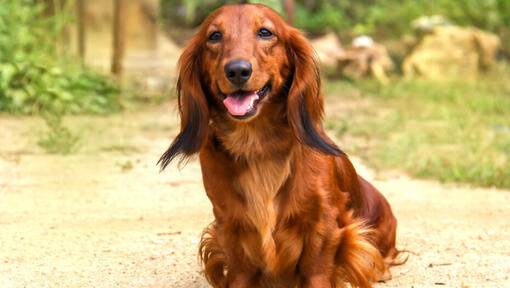 Langhåret dachshund