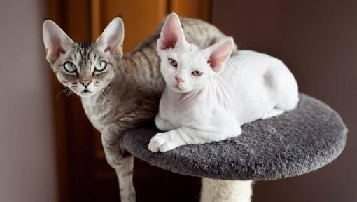 To Devon Rex-katter tar seg en lur sammen