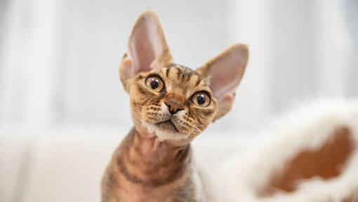 Devon Rex kattunge ser på noen