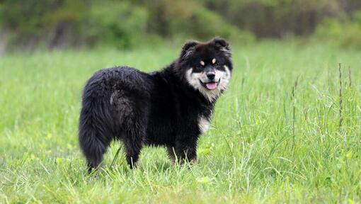 Finsk lapphund som står i feltet