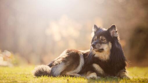 Finsk lapphund liggende på gresset