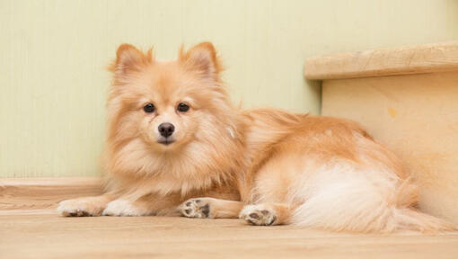 Brown Mittel German Spitz liggende på trappen