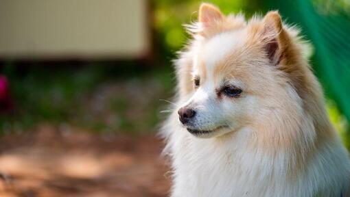 Mittel German Spitz i gården