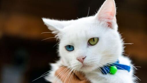 Japanese Bobtail Short Hair is looking at someone