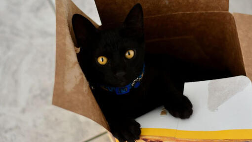 Japanese Bobtail Short Hair cat is lying in a carton