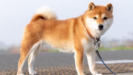 Japanske Shiba Inu står nær åkrene