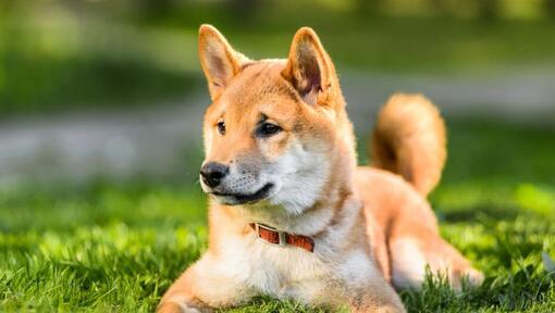 Japanske Shiba Inu ligger på gresset