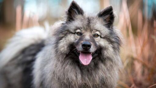 Keeshond med tunge som stikker opp