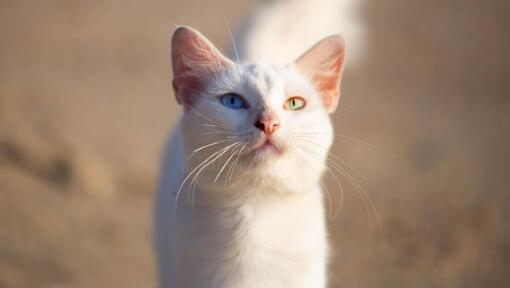 Khao Manee cat enjoys a warm day