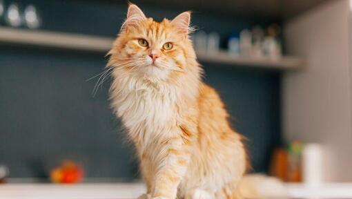 Persian Long Hair katten står på kjøkkenet