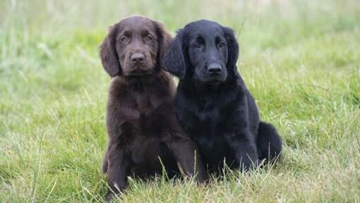 Svarte og brune Flat Coated Retriever valper